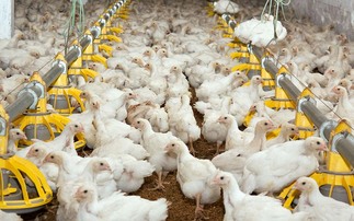 Oxygen-enhanced water technology sees success in pig and poultry trials  
