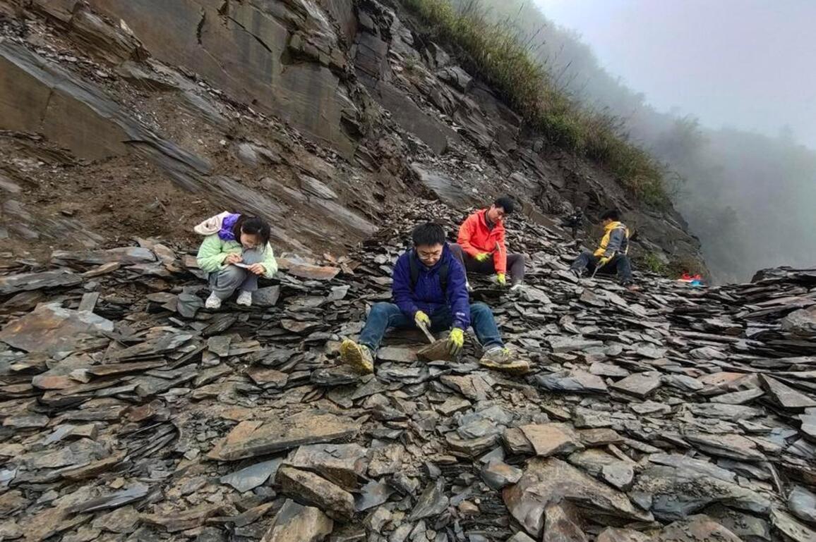 Chinese fossil find illuminates Earth's earliest mass extinction