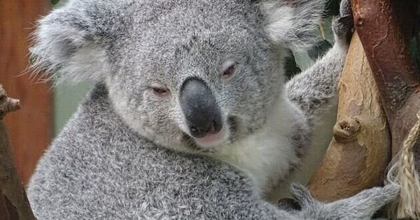 Australian wildlife cruelty is out of control