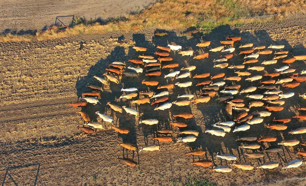 ABS data shows Australian beef production hit a record high last financial year.