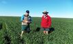 New wheat variety conquers weeds