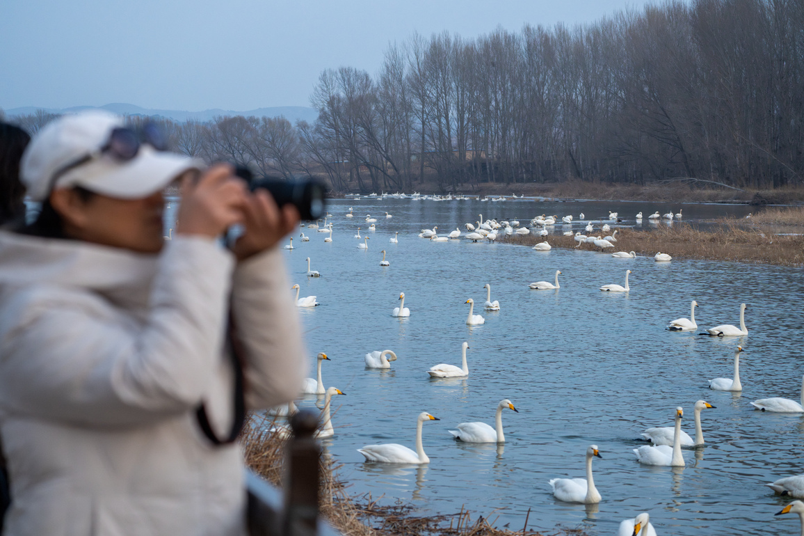 CHINA-LIAONING-CHAOYANG-SWANS (CN)