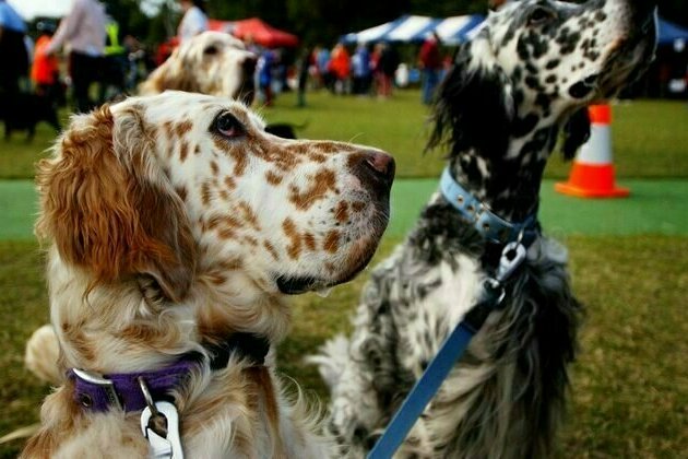 As the Million Paws Walk takes its last lap, other charity fundraising events face serious challenges