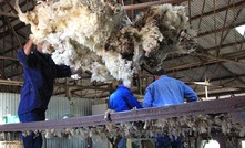 Australian wool is finding its way into the hands of a greater number of consumers.