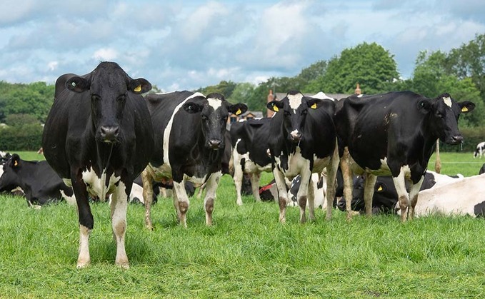 DAIRY SPECIAL: Identifying chronic stress in diary cows