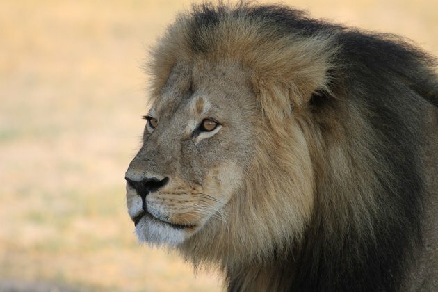 Trophy hunting - can it really be justified by &#039;conservation benefits&#039;?
