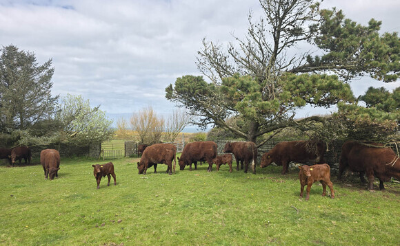 How a switch to regenerative farming is benefitting a Welsh livestock farm