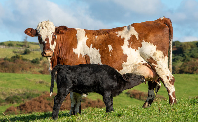 #Farming CAN adapt to changing consumer needs: Dairy delivering cow-with-calf concept