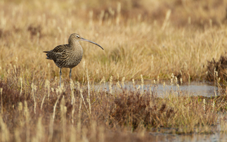 Eurasian Curlew spotted in North Wales | Credit: Jake Stephen, Wildlife Trusts