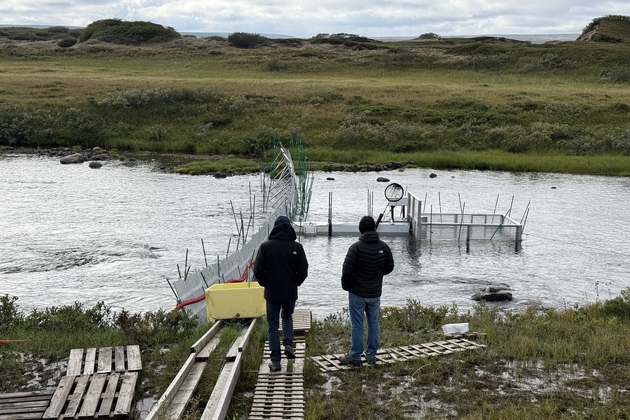 NORWAY-SKALLELV-ATLANTIC SALMON-AI-PROTECTION