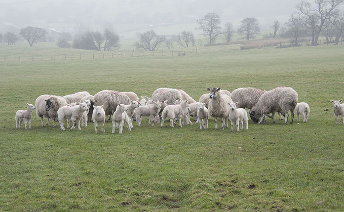 OPINION: New legislation on sheep worrying welcome but not the answer