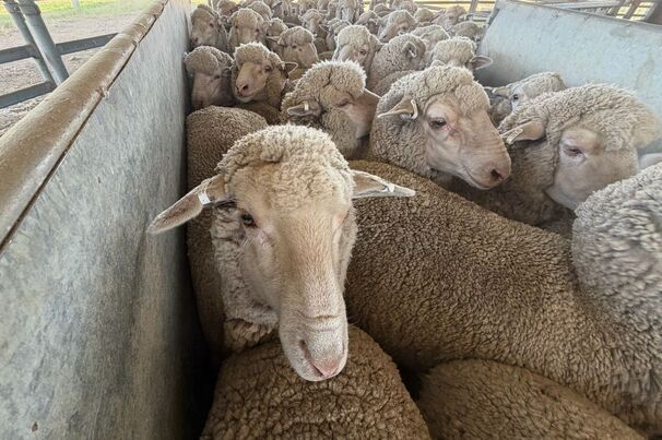 The latest national survey of sheep producers has revealed a big turnaround in confidence as producers look to rebuild flock numbers.