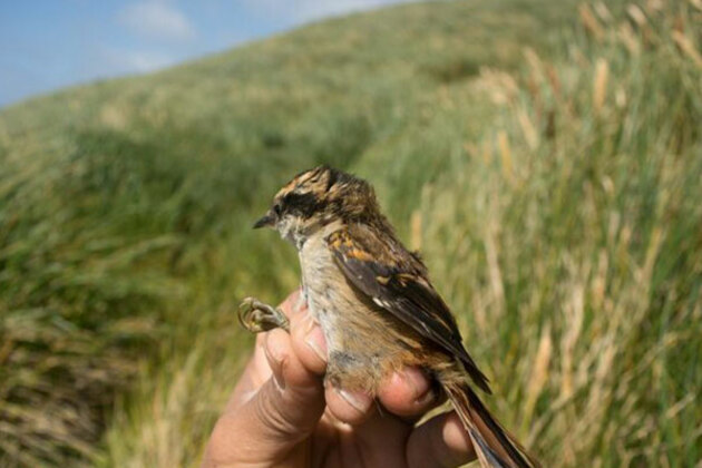Israel arrests four Palestinians trying to smuggle over 100 protected songbirds