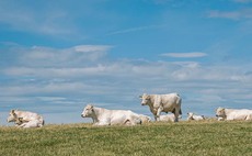 Herefords and Charolais at heart of family enterprise