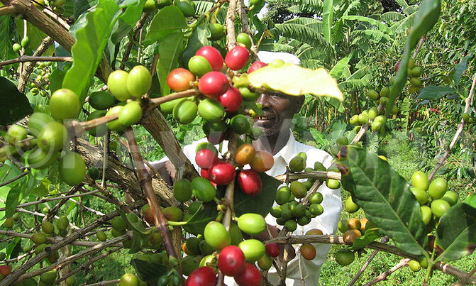 USAID agricultural project creates jobs, increases exports USAID agricultural project creates jobs, increases exports