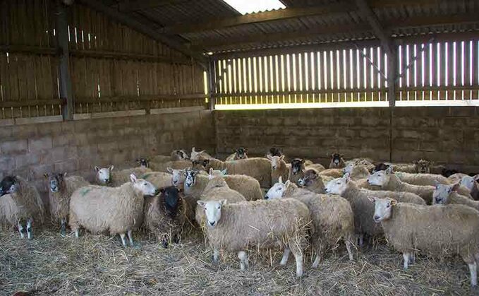 Sheep special: Minerals critical for the success of lambing 2020