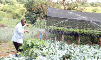 Nsamba ng’alaga engeri gy’afukirira enva endiirwa wamu n’ebibala. Ezimu azirimira mu ‘Green house.’ Nsamba ng’alaga engeri gy’afukirira enva endiirwa wamu n’ebibala. Ezimu azirimira mu ‘Green house.’