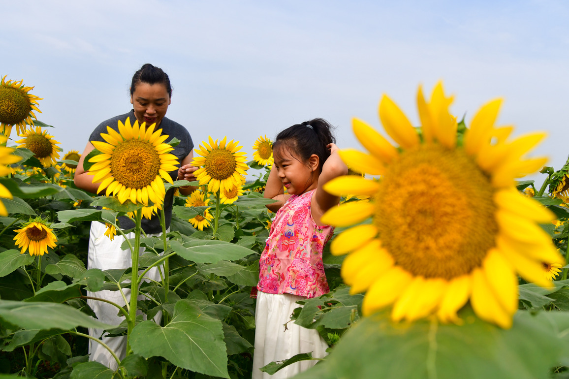 CHINA-SHANDONG-JINAN-SUNFLOWERS (CN)