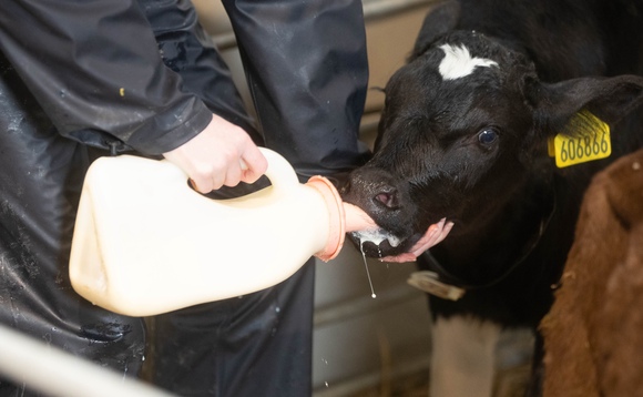 Should dairy farmers feed smaller volumes of higher quality colostrum?