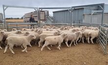 Producers will gain valuable insights into lamb eating quality and carcase traits through a new benchmarking project focusing on White Suffolk-sired lambs. 