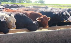 Global beef demand to remain steady despite cost of living