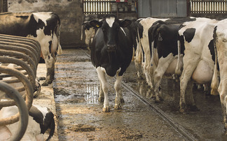 Dairy industry bodies defend the use of methane reducing feed additive Bovaer