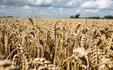 Why there could be an unpredictable grain marketing season approaching