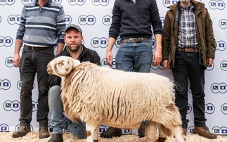 New Welsh Mountain sheep record set at Dolgellau