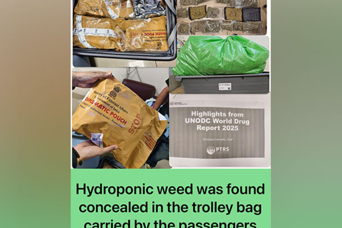 Mumbai customs seizes Rs 14 crore worth of Hydroponic weed at CSMI Airport; one passenger arrested