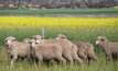 DPIRD reminds sheep producers to monitor flocks regularly and to treat infected sheep promptly. Photo: DPIRD.