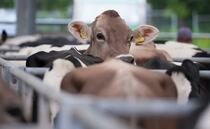 Calls for 'swift response' to Defra's bovine TB consultation