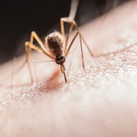 Mosquitoes carrying West Nile Virus found near Netanya