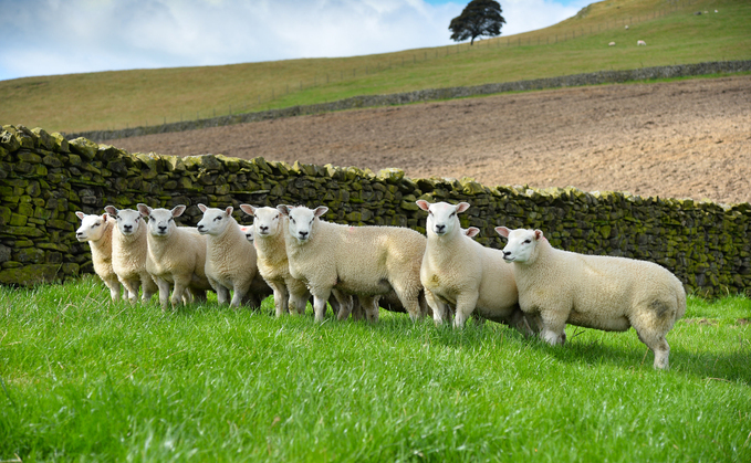 Unlocking store lamb potential in a difficult season