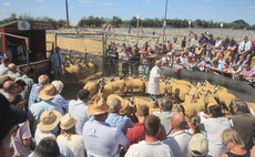 Record average and turnover at Thame Summer Sheep Fair