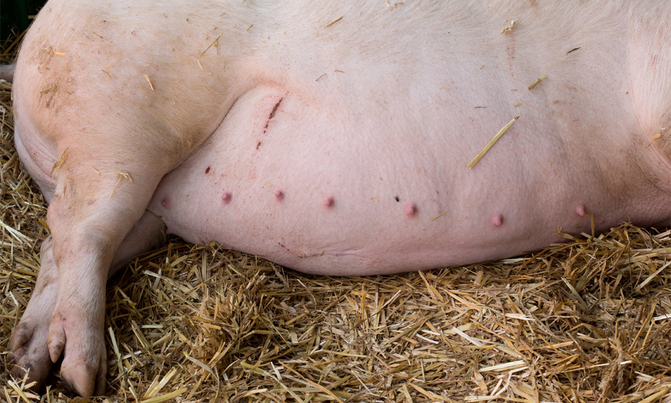 Buy pregnant sows, earn from pork in five months Buy pregnant sows, earn from pork in five months