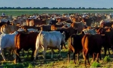 Cattle delegates return from the US