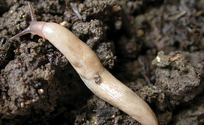 ż needed in study to find slug resistant wheat