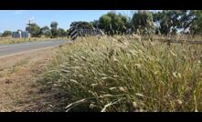  Weeds and feral pests are being targeted by a new round of Federal funding. Picture courtesy WeedSmart.