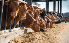 Morrisons set to introduce seaweed-based livestock feed to fast track lower carbon beef 