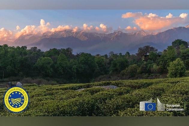 Himachal Pradesh's Kangra tea gets European GI tag