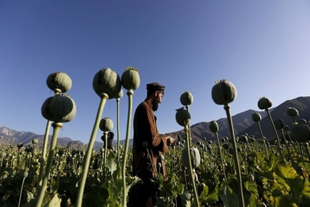 Taliban unlikely to curb Afghanistan's drug trade: Report