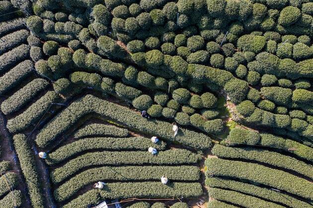Robots revolutionize spring tea harvest in east China