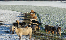 Consider mineral requirements when outwintering cattle 