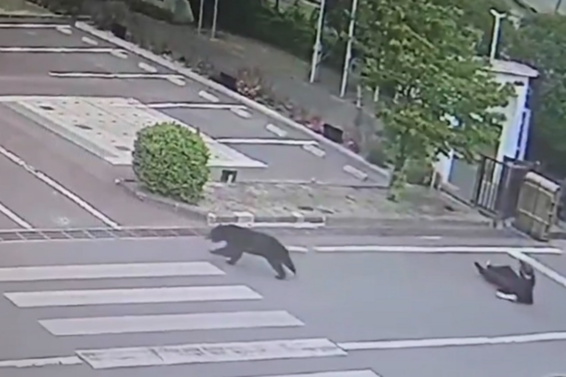 Bear that forced schools, universities to close, caught near Tokyo