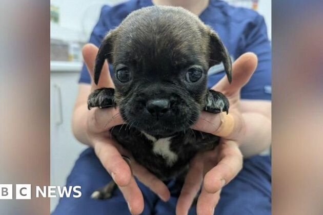 Puppies abandoned in bin bag by side of road in East Yorkshire