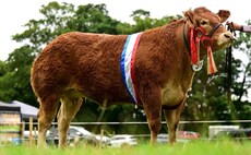 Deerpark Sharkira leads Antrim Limousin line-up