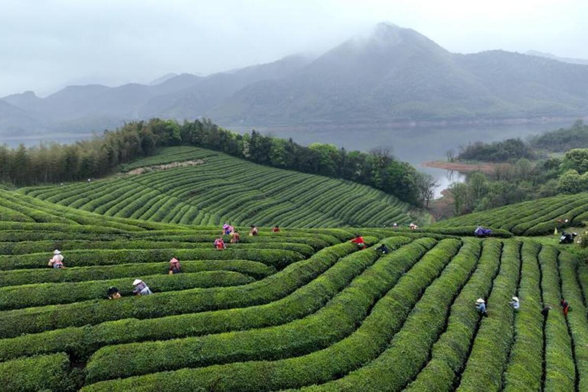 China's tea hills brew new paths to shared prosperity
