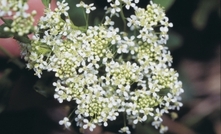 Hoary cress alert for Wheatbelt