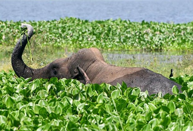 Chhattisgarh: Elephant dies after getting electrocuted, one arrested