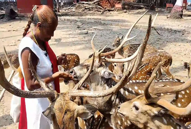 Meet Andaman's 'Deer Woman' Anuradha Rao and her 25-year journey to foster trust between humans, wildlife